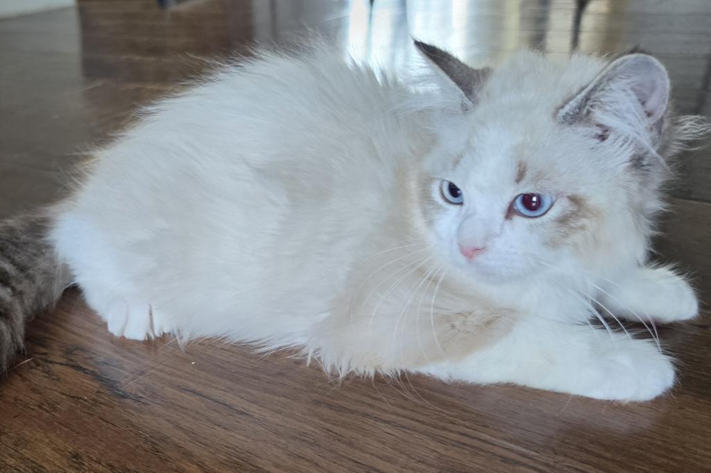 Female Ragdoll Registration Available photo 1