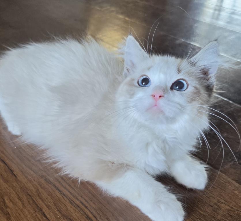Female Ragdoll Registration Available photo 2