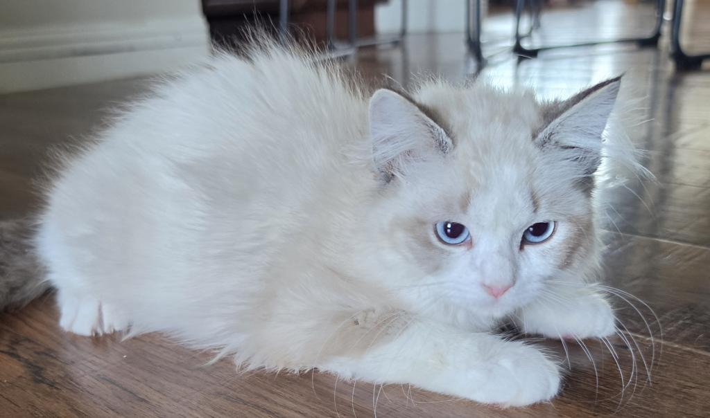 Female Ragdoll Registration Available photo 4