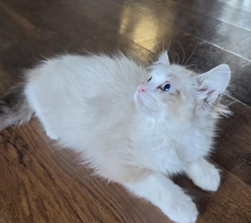 Female Ragdoll Registration Available photo 3