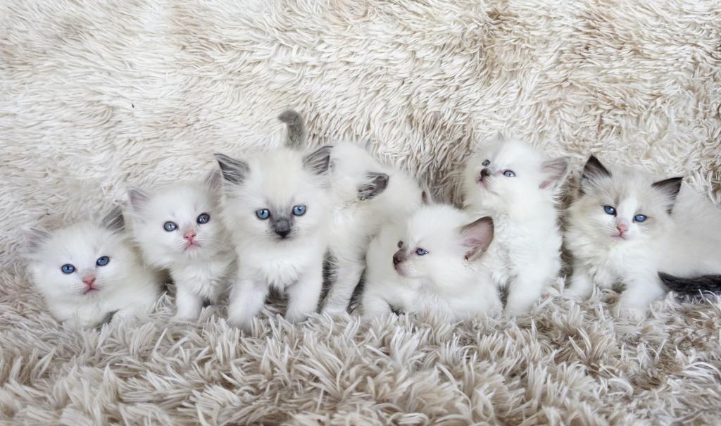 Ragdolls photo 7