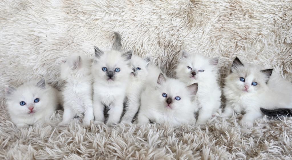 Ragdolls photo 3