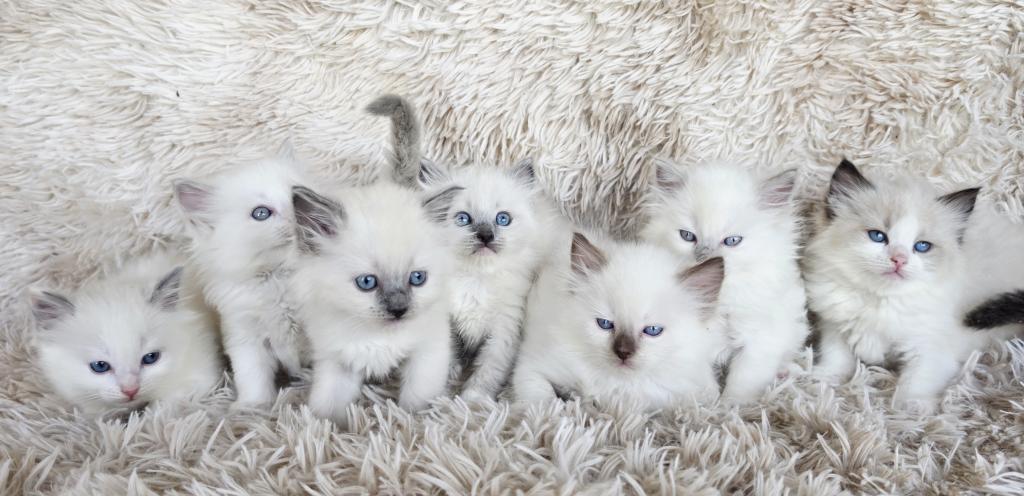 Ragdolls photo 2