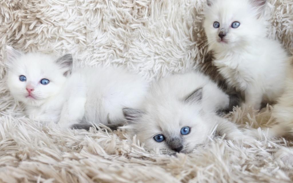 Ragdolls photo 1