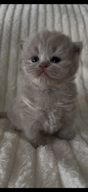 British Longhair Fawn Female photo 3