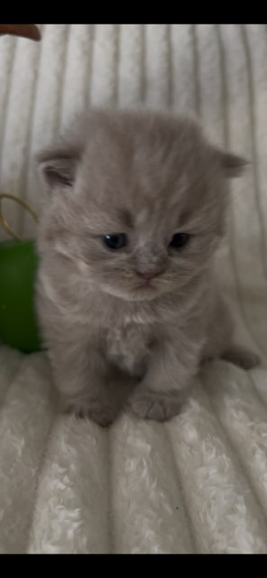 British Longhair Fawn Female photo 4