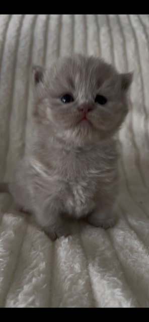 British Longhair Fawn Female photo 1
