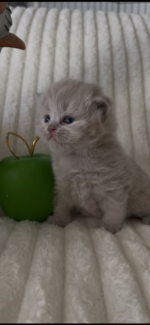 British Longhair Fawn Female photo 2