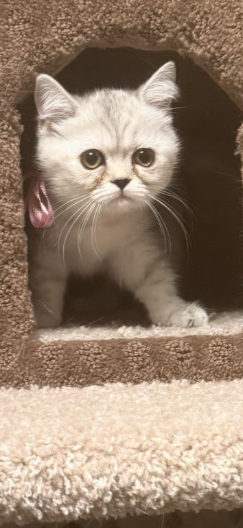 Scottish Straight Persian Kittens
