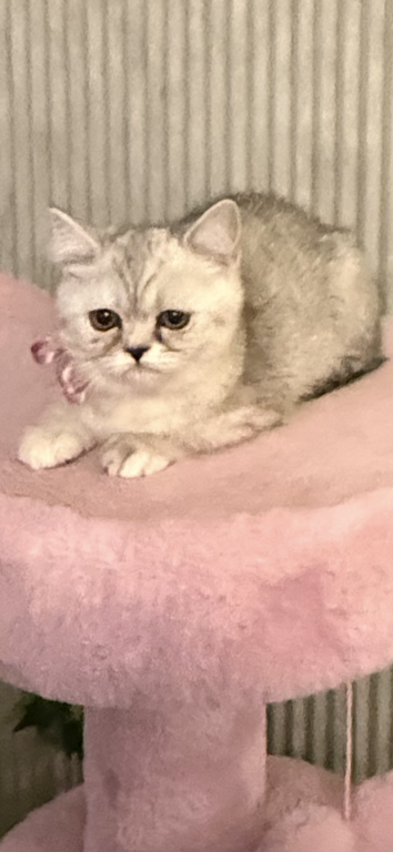 Scottish Straight Persian Kittens photo 2