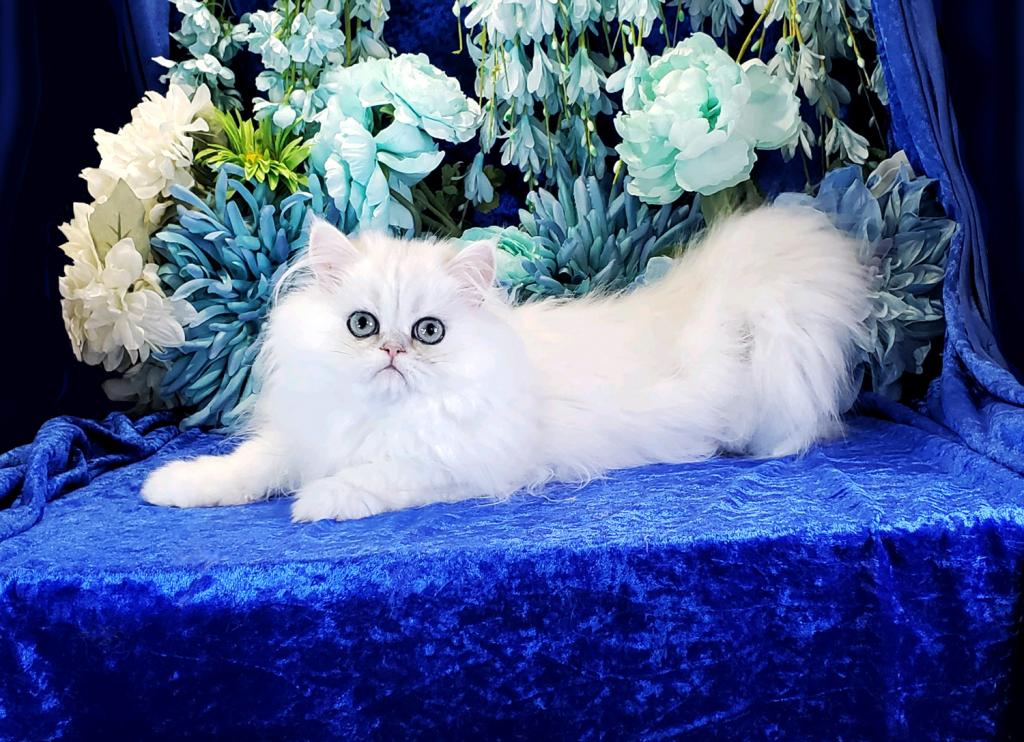 Silver Persian Litter photo 9