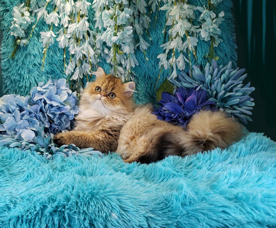 Silver Persian Litter photo 4