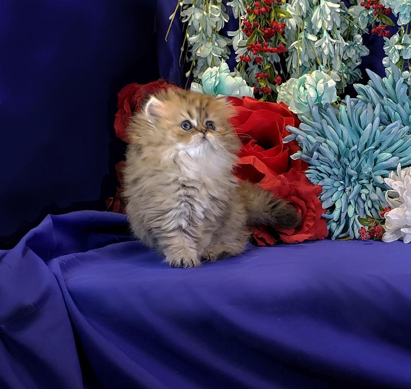 Silver Persian Litter photo 10