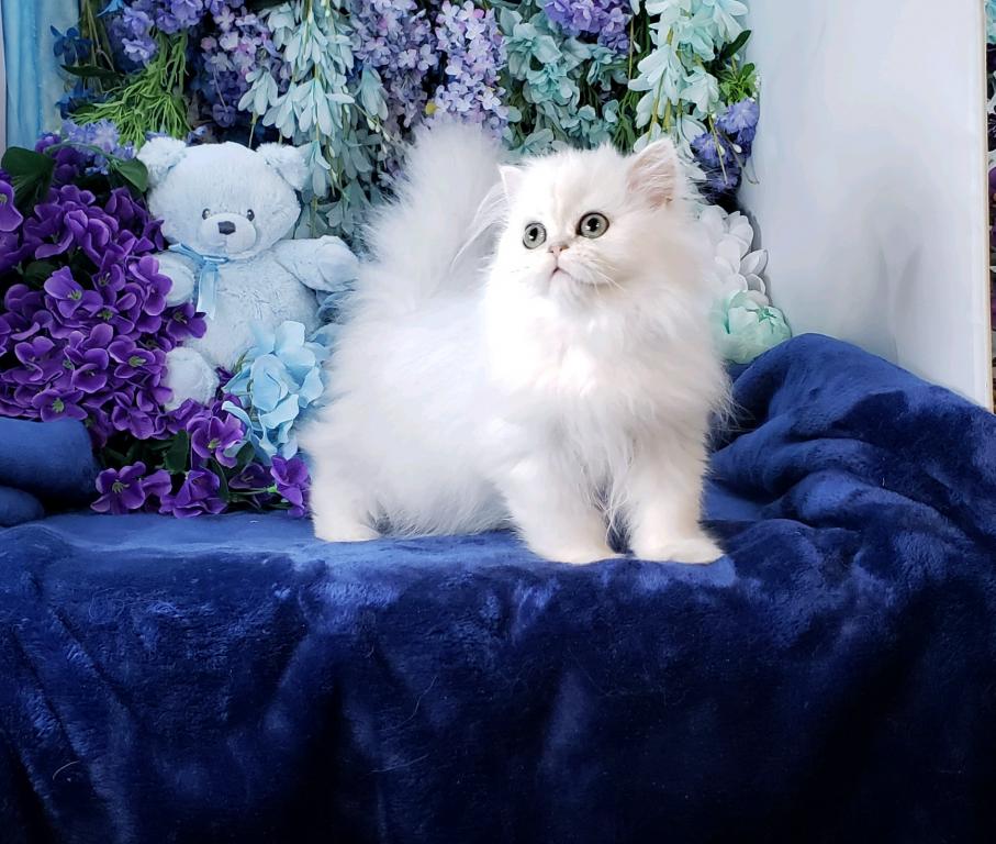 Silver Persian Litter photo 2