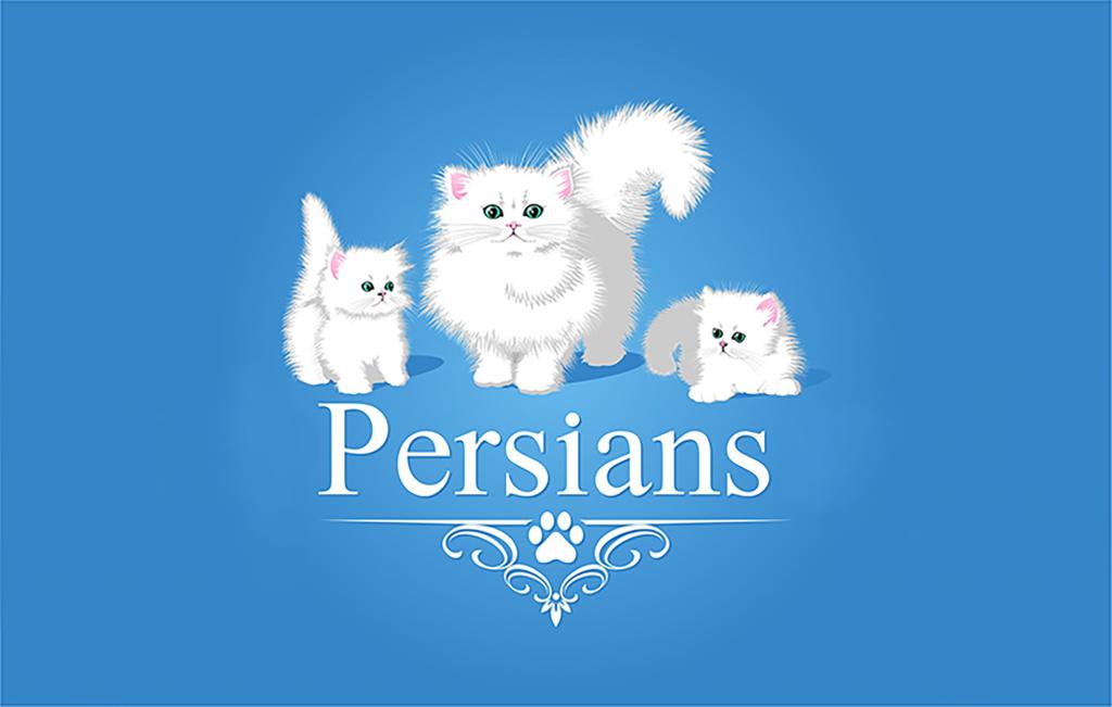 Silver Persian Litter photo 14