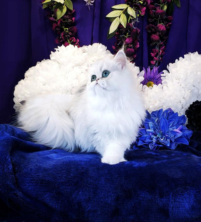 Silver Persian Litter photo 11