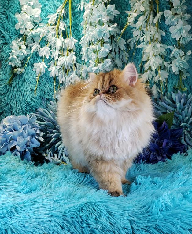 Silver Persian Litter photo 3