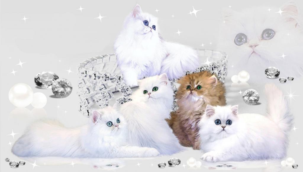 Silver Persian Litter photo 1