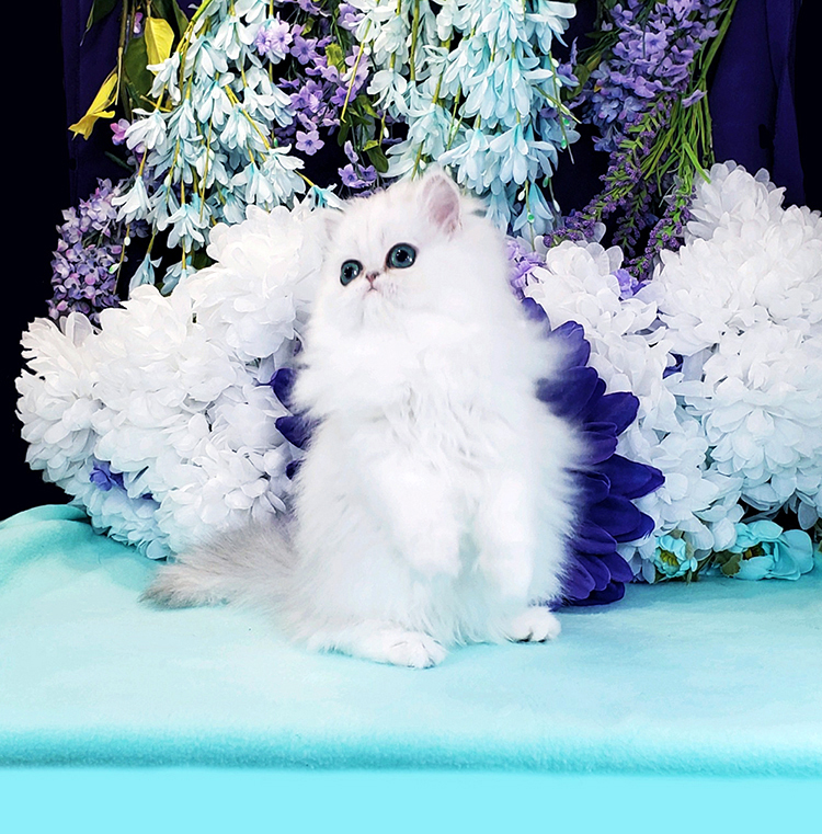 Silver Persian Litter photo 12