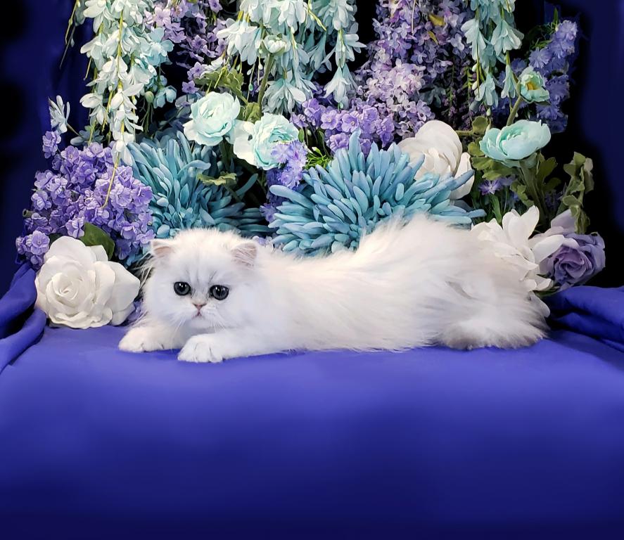 Silver Persian Litter photo 6
