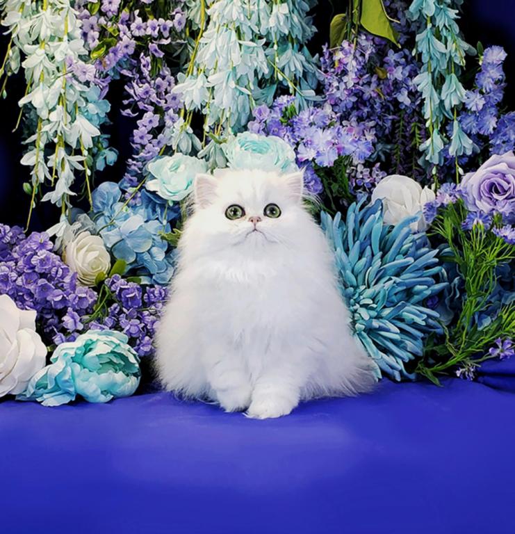 Silver Persian Litter photo 7