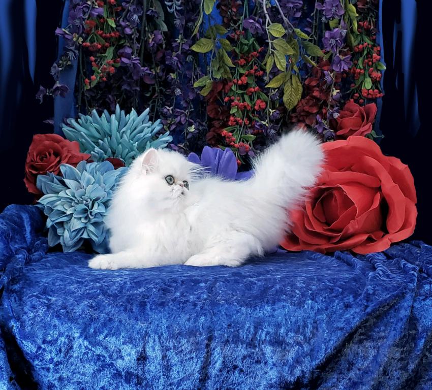 Silver Persian Litter photo 8