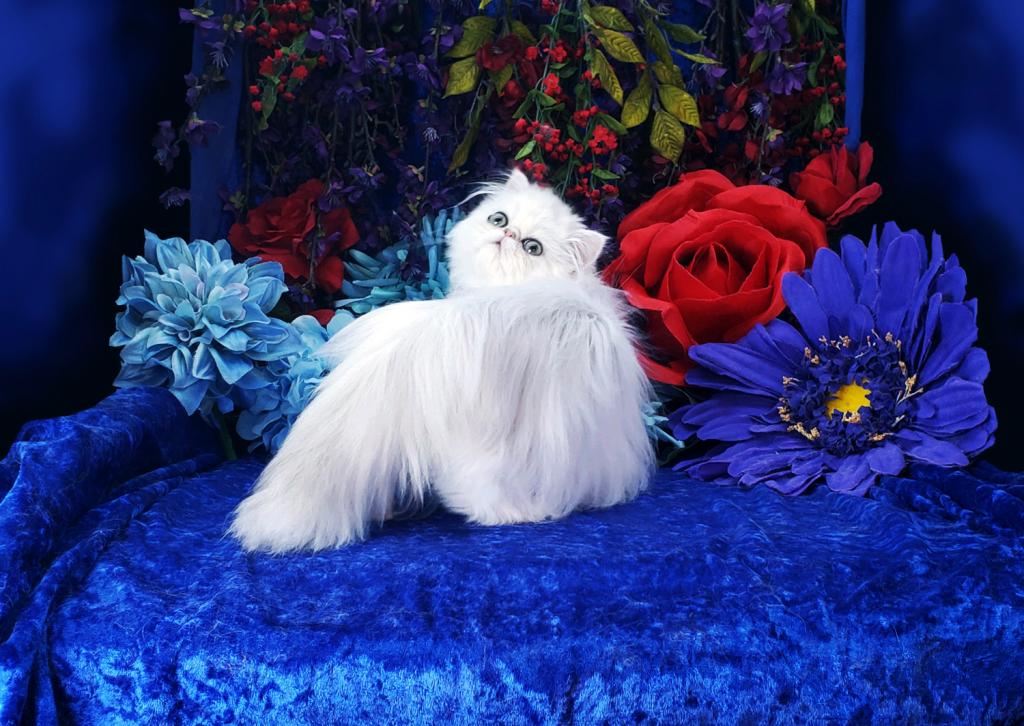 Silver Persian Litter photo 5