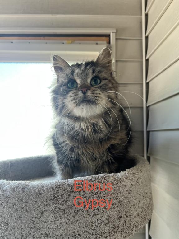 Gypsy