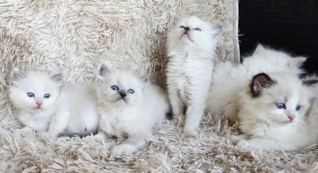 Snowball Female Ragdoll photo 2