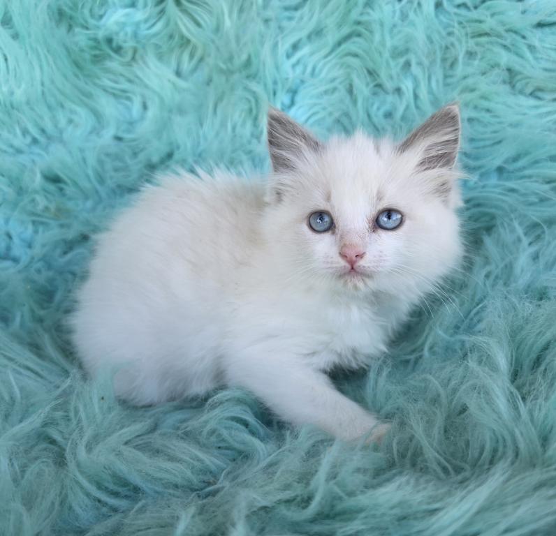 Snowball Female Ragdoll photo 1
