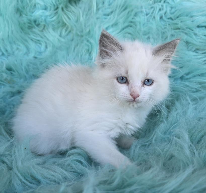 Snowball Female Ragdoll photo 4