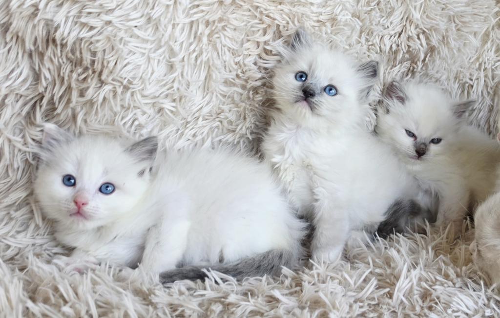Snowball Female Ragdoll photo 5