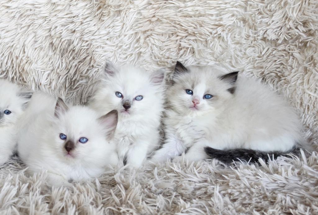 Snowball Female Ragdoll photo 1