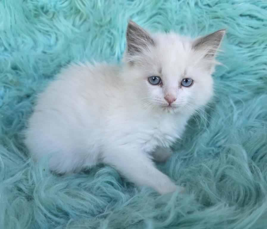 Snowball Female Ragdoll photo 3