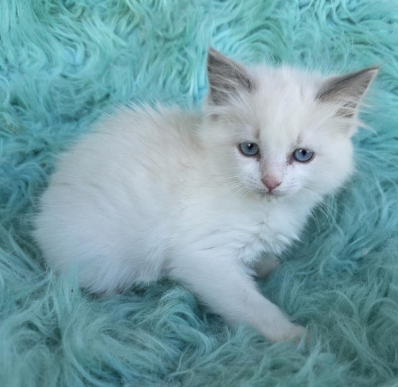 Snowball Female Ragdoll photo 2