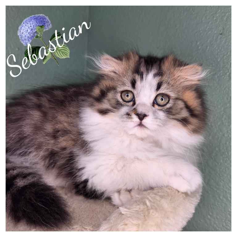 Highland Scottish Fold photo 1