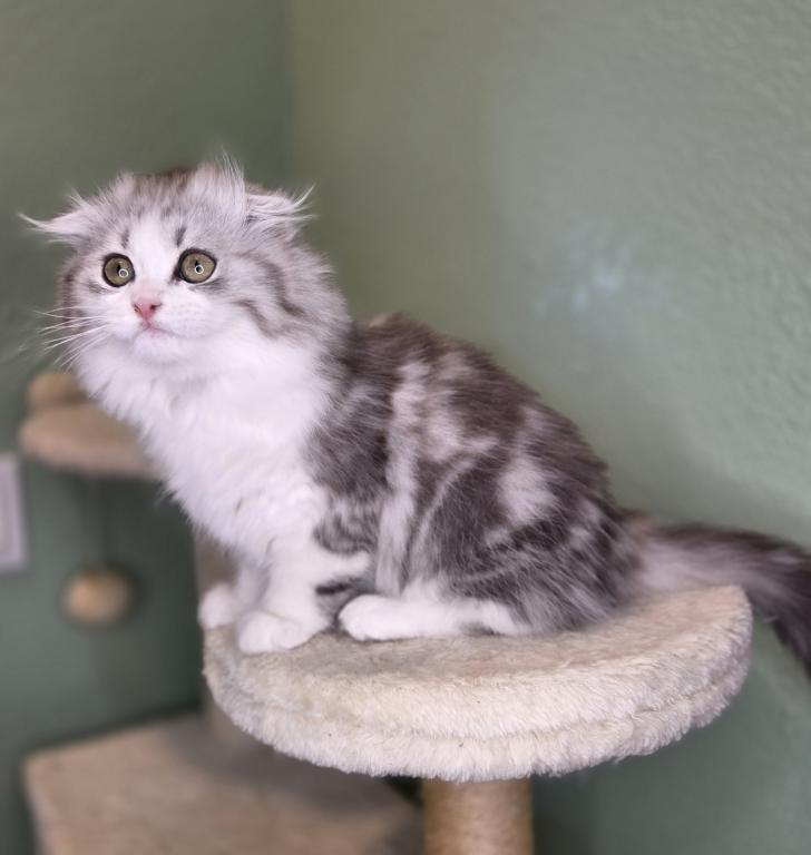 Highland Scottish Fold photo 10