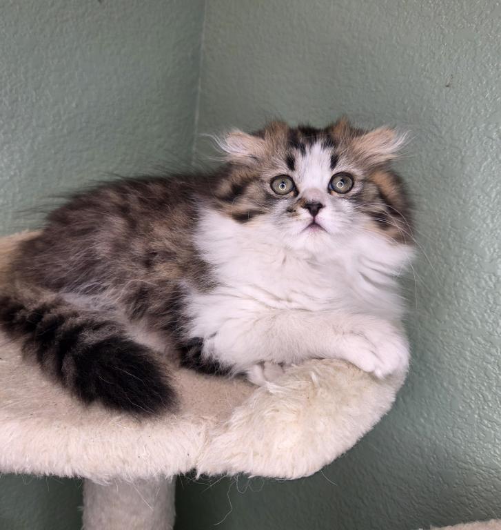 Highland Scottish Fold photo 4