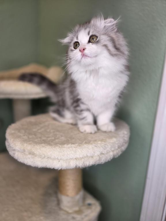Highland Scottish Fold photo 9