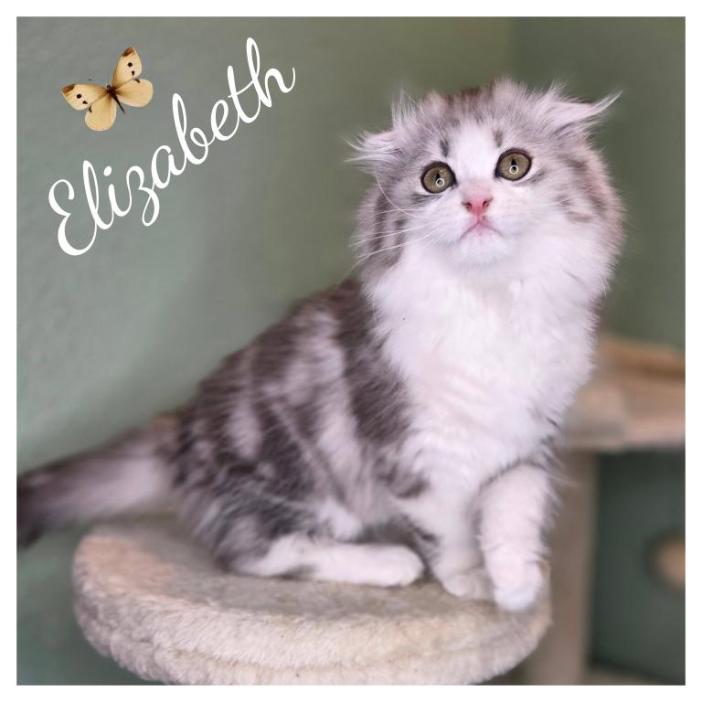 Highland Scottish Fold photo 12