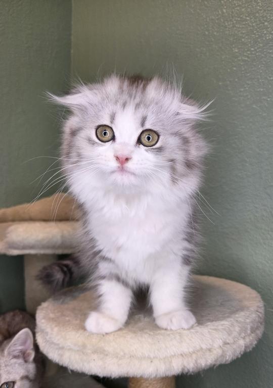 Highland Scottish Fold photo 6