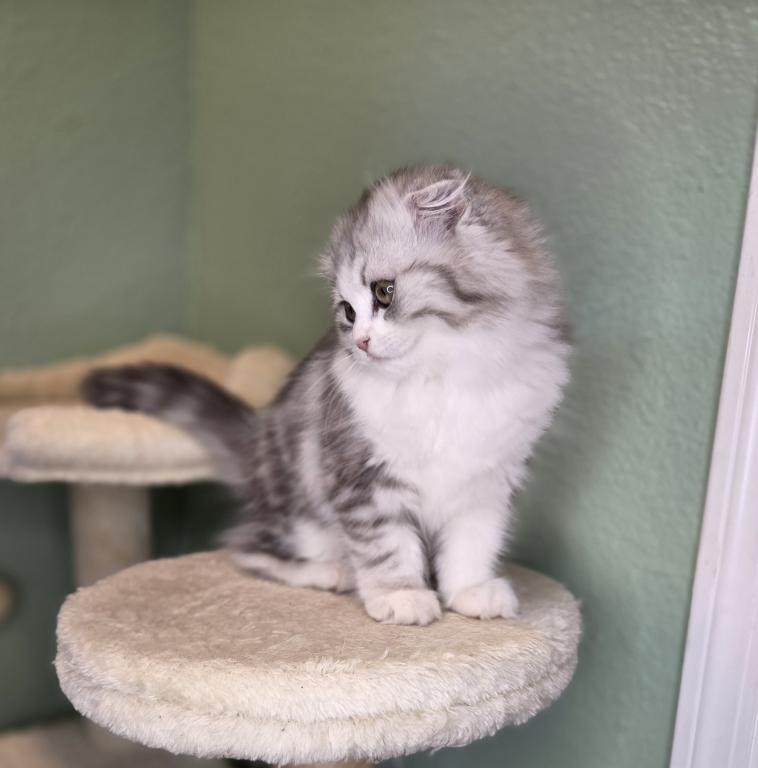 Highland Scottish Fold photo 7