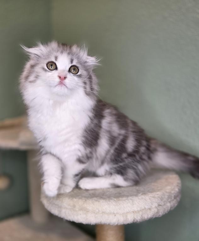 Highland Scottish Fold photo 8