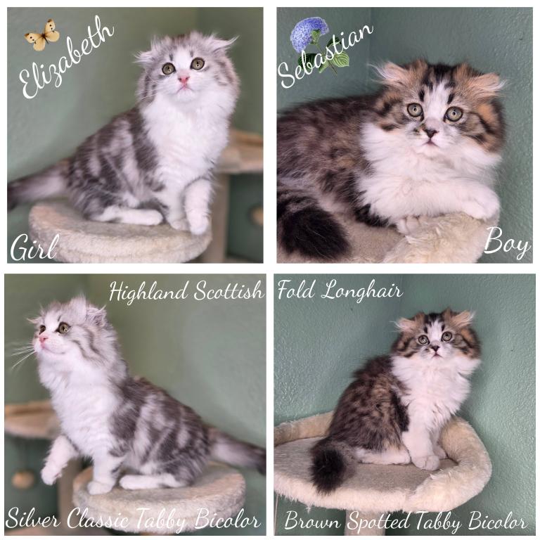 Highland Scottish Fold photo 13