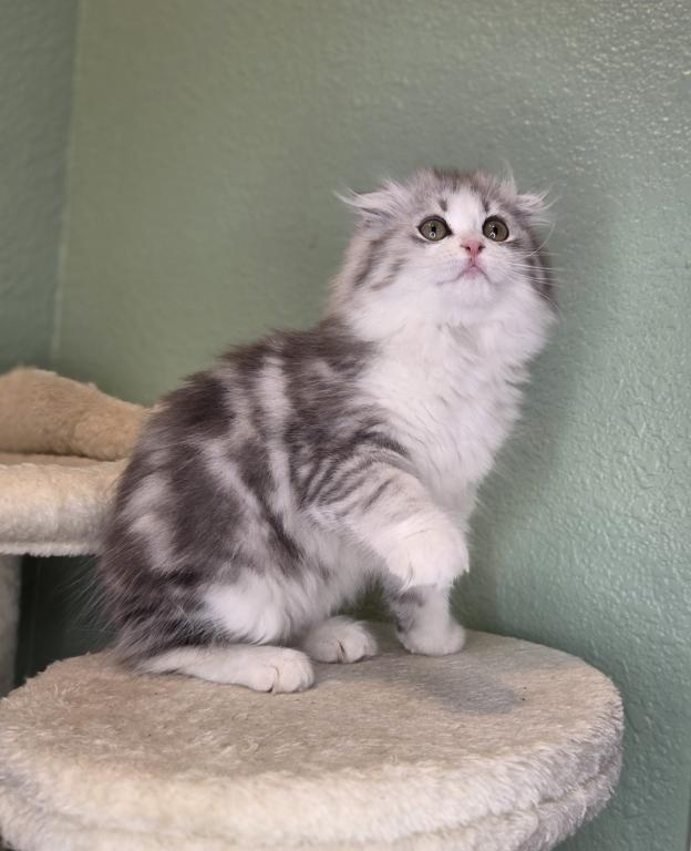 Highland Scottish Fold photo 11