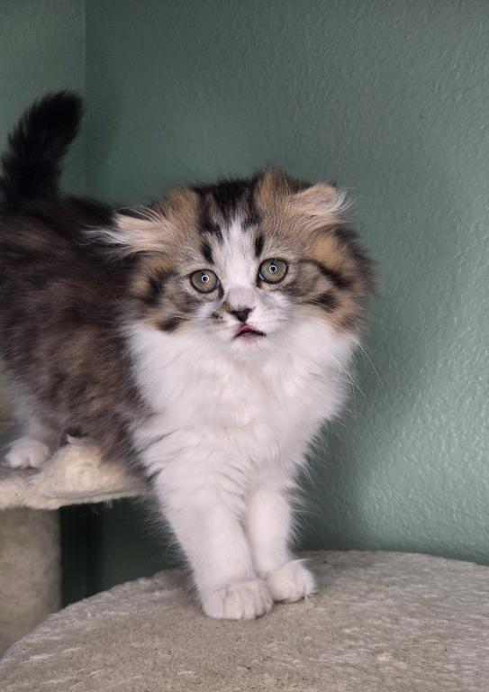 Highland Scottish Fold photo 5