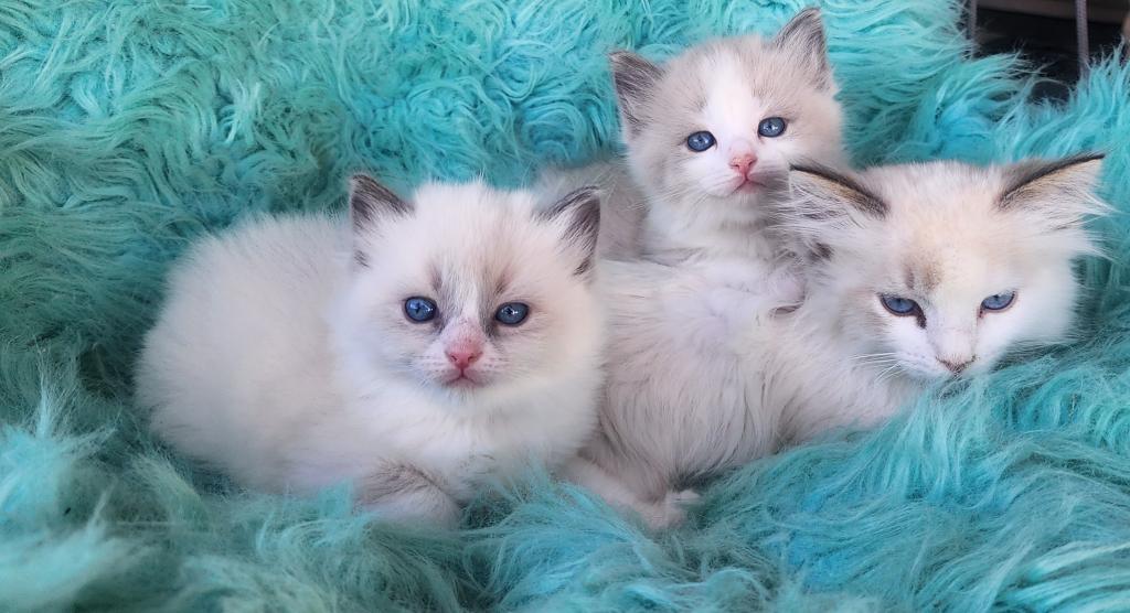 Ragdoll Kittens Both Parents TICA Registered photo 1