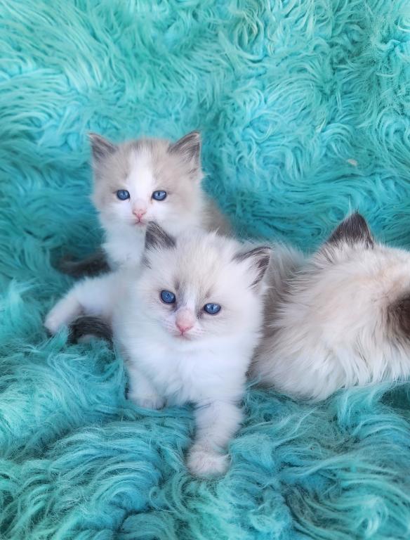 Ragdoll Kittens Both Parents TICA Registered photo 3
