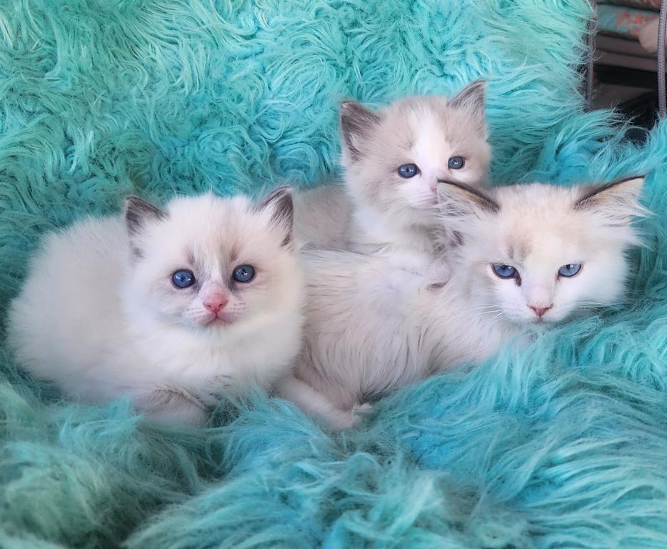 Ragdoll Kittens Both Parents TICA Registered photo 2