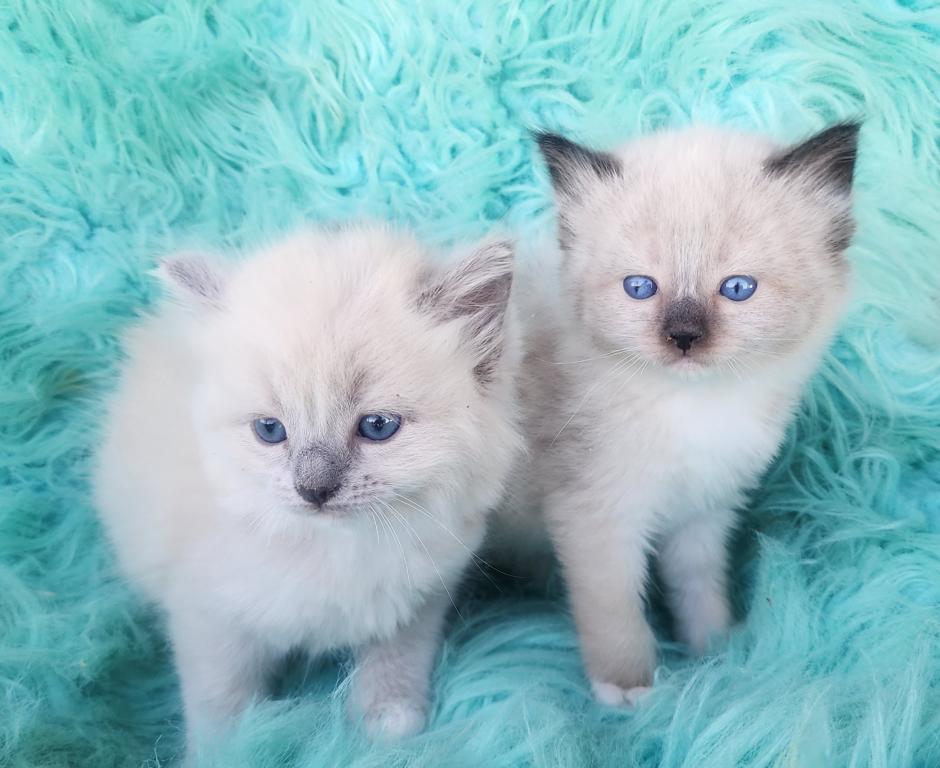 Ragdoll Kittens Both Parents TICA Registered photo 5